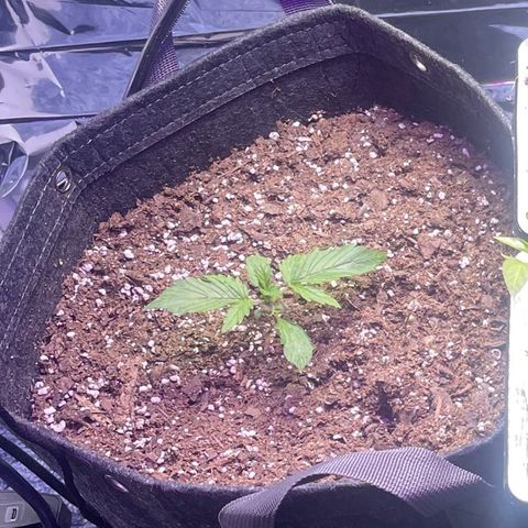 Purple African Magic #1 growlog timeline photo