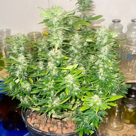 Auto Tutankhamen (King Tut) growlog timeline photo