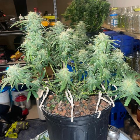 Auto Tutankhamen (King Tut) growlog timeline photo