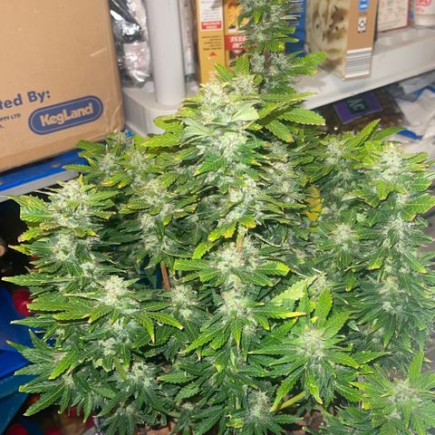 Auto Tutankhamen (King Tut) growlog timeline photo