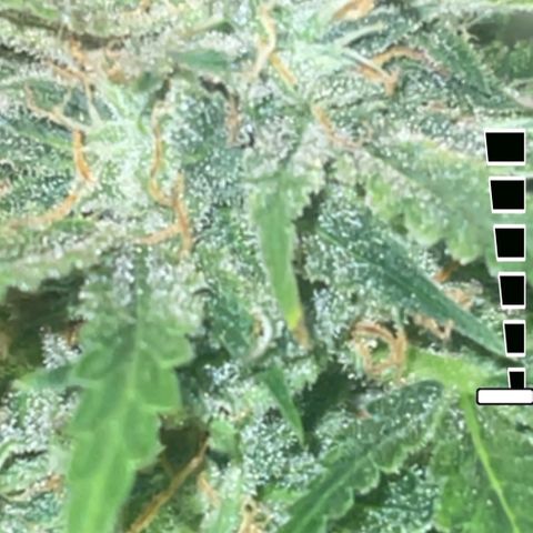 Auto Tutankhamen (King Tut) growlog timeline photo