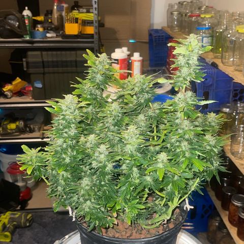 Auto Tutankhamen (King Tut) growlog timeline photo
