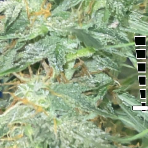 Auto Tutankhamen (King Tut) growlog timeline photo