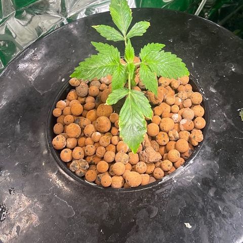 Auto LSD Cookies 1 growlog timeline photo