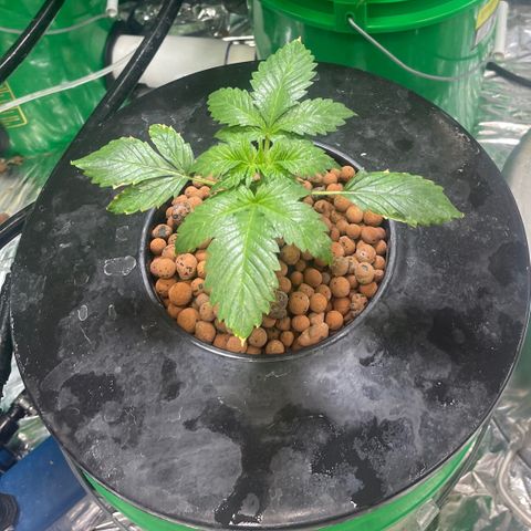 Auto LSD Cookies growlog timeline photo