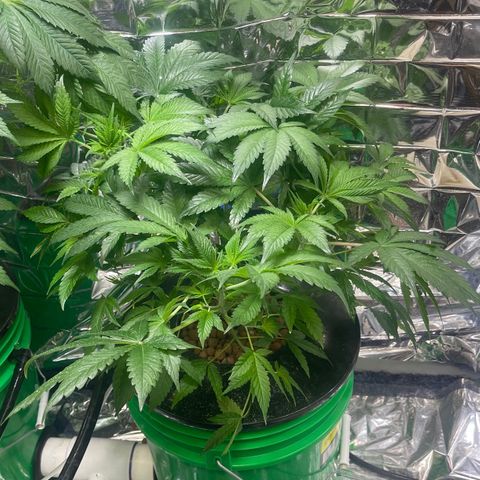 Auto Chem Cookies growlog timeline photo