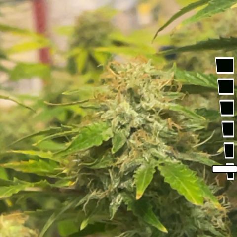 Auto Chem Cookies growlog timeline photo