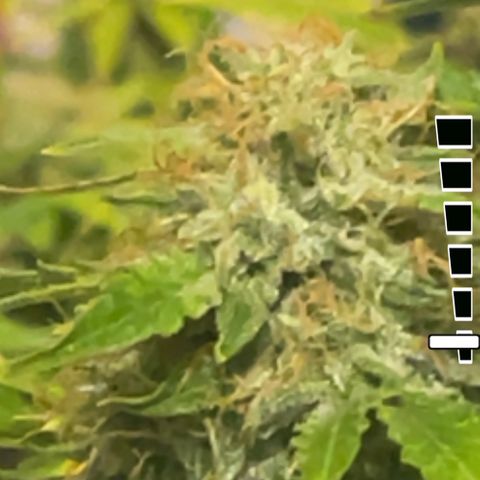 Auto Chem Cookies growlog timeline photo