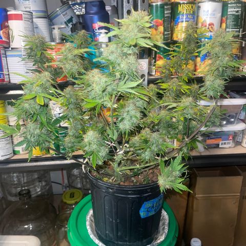 Auto Chem Cookies growlog timeline photo