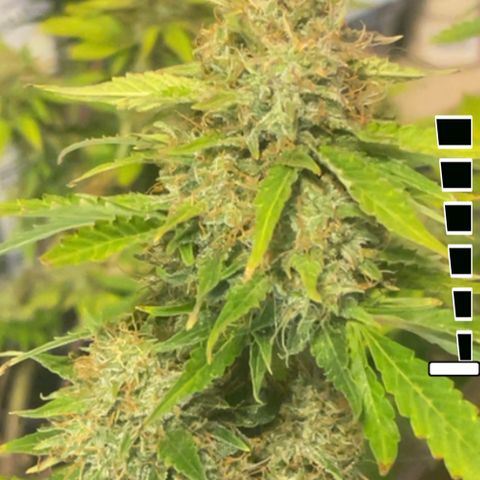 Auto Chem Cookies growlog timeline photo