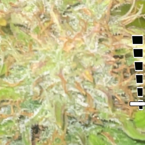 Auto Chem Cookies growlog timeline photo