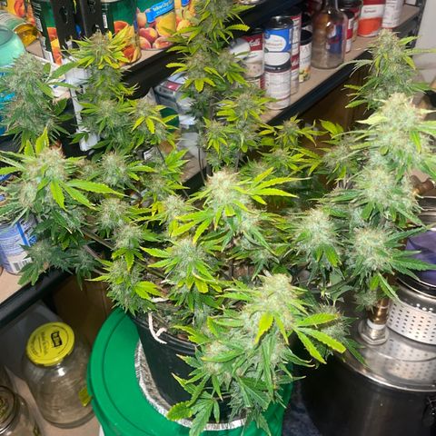 Auto Chem Cookies growlog timeline photo