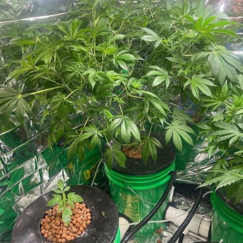 Auto Apples Bananas growlog timeline photo