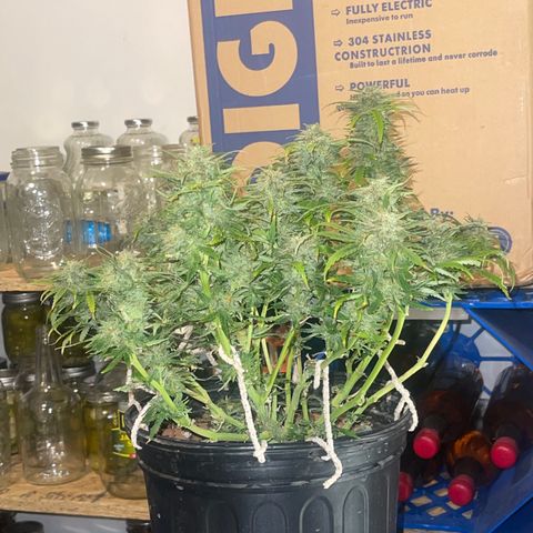 Auto Tutankhamen (King Tut) growlog timeline photo