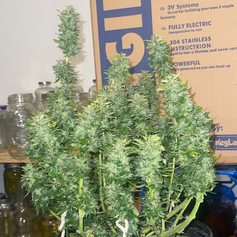 Auto Tutankhamen (King Tut) growlog timeline photo