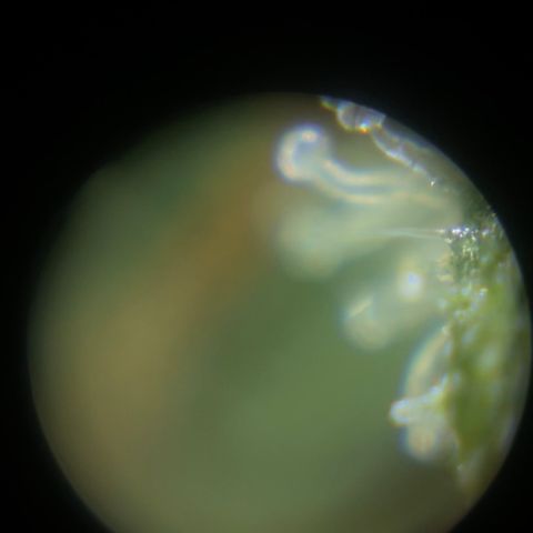 Auto Chem Cookies growlog timeline photo