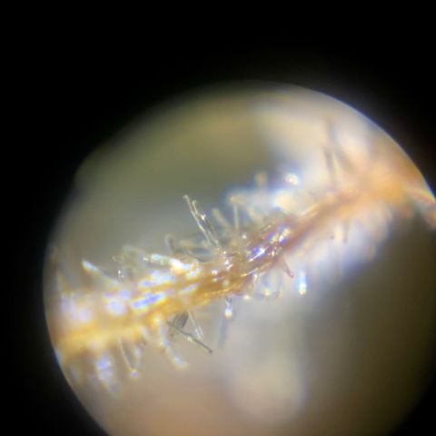 Auto Chem Cookies growlog timeline photo