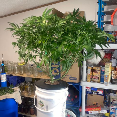Auto Apples Bananas growlog timeline photo