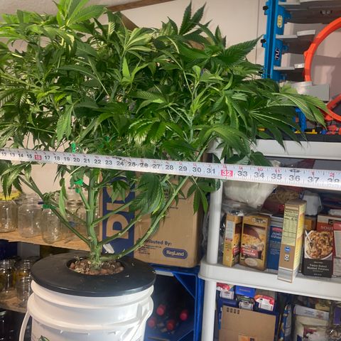 Auto Apples Bananas growlog timeline photo