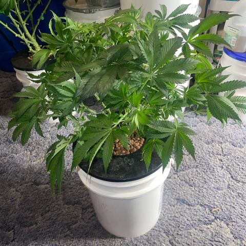Auto Apples Bananas growlog timeline photo