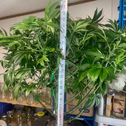 Auto Apples Bananas growlog timeline photo