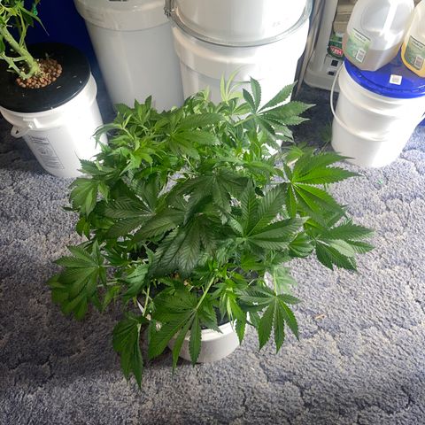 Auto Chem Cookies growlog timeline photo