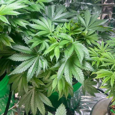 Auto Chem Cookies growlog timeline photo