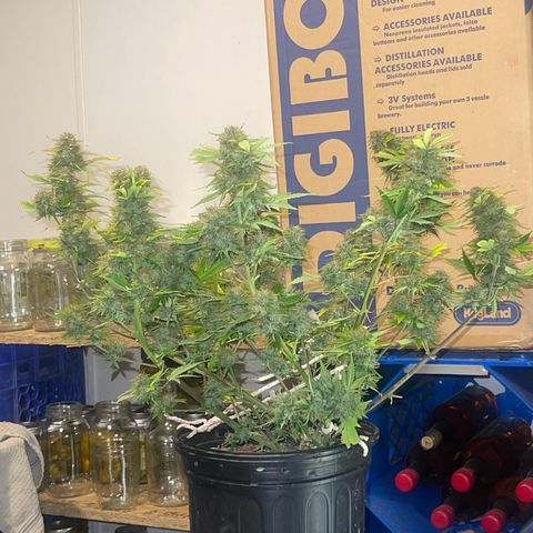 Auto Chem Cookies growlog timeline photo