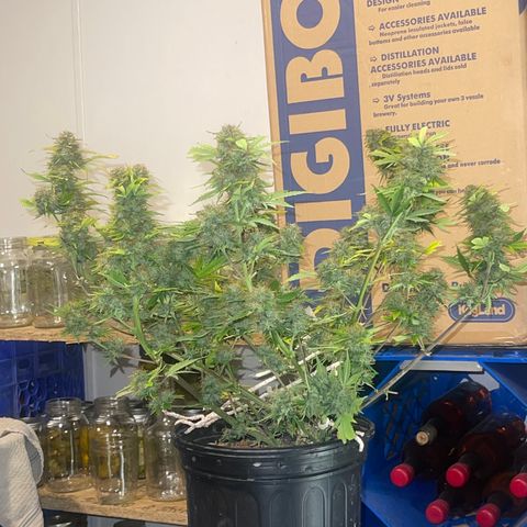 Auto Chem Cookies growlog timeline photo