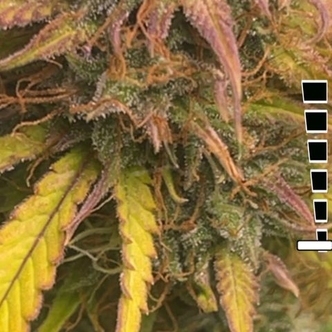 Auto Chem Cookies growlog timeline photo
