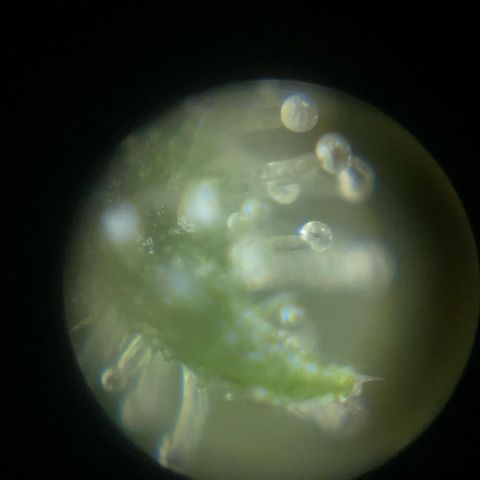 Auto Chem Cookies growlog timeline photo