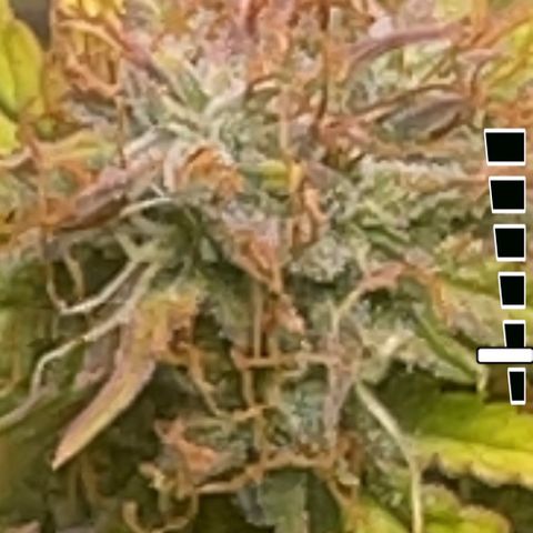 Auto Chem Cookies growlog timeline photo