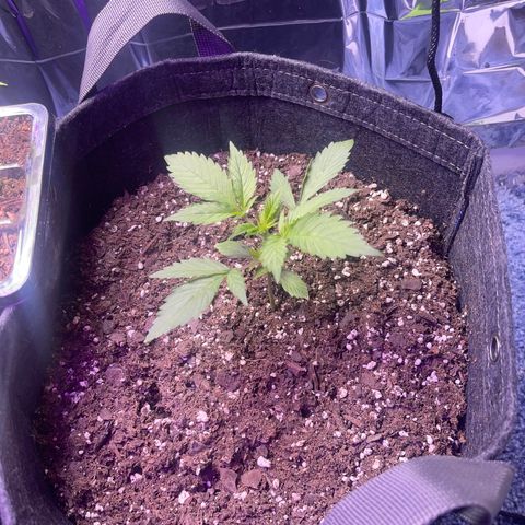 Spruce Cookies growlog timeline photo