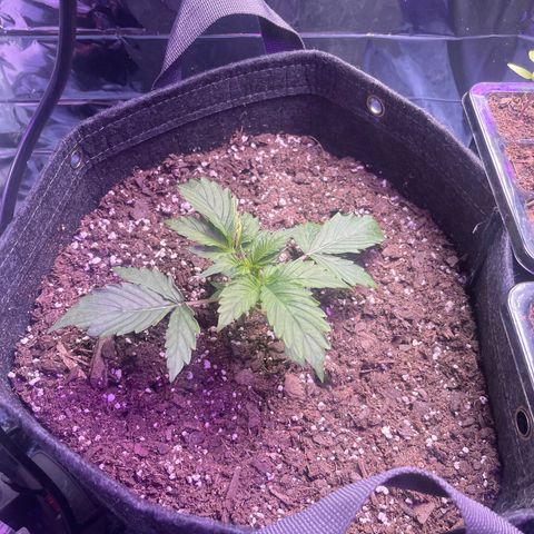 Purple African Magic #1 growlog timeline photo