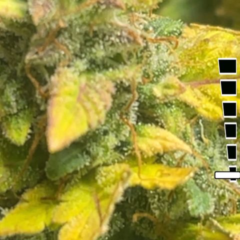 Auto Tutankhamen (King Tut) growlog timeline photo