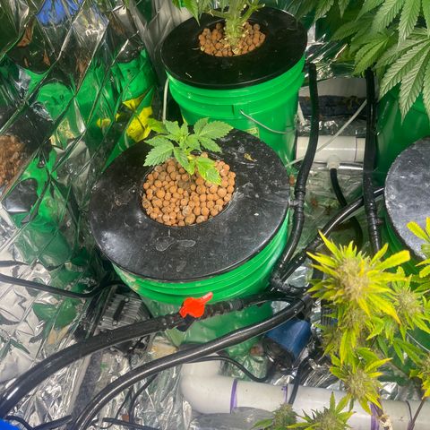 Auto LSD Cookies 1 growlog timeline photo