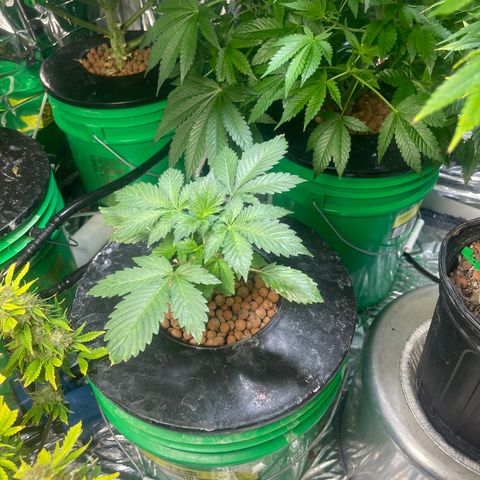 Auto LSD Cookies growlog timeline photo
