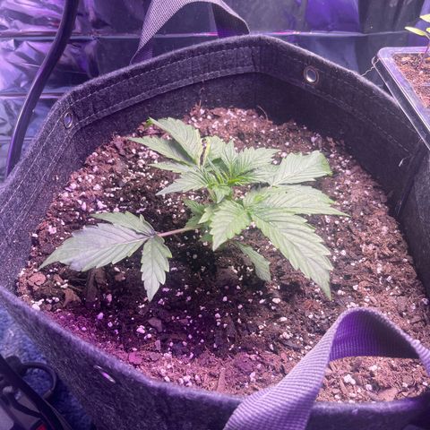 Purple African Magic #1 growlog timeline photo