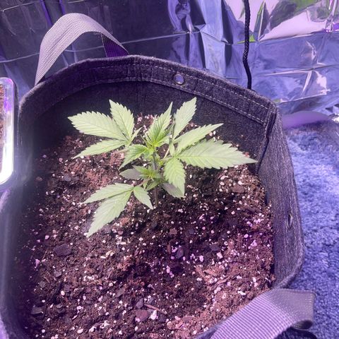 Spruce Cookies growlog timeline photo