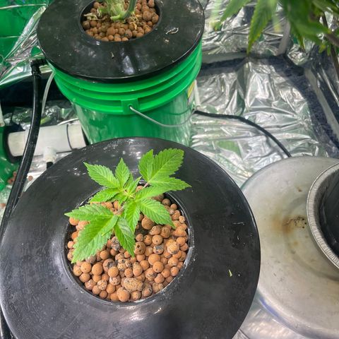 Auto LSD Cookies growlog timeline photo