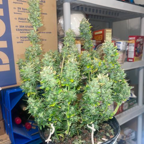 Auto Tutankhamen (King Tut) growlog timeline photo