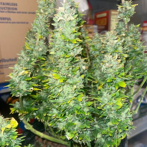 Auto Tutankhamen (King Tut) growlog timeline photo