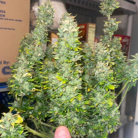 Auto Tutankhamen (King Tut) growlog timeline photo