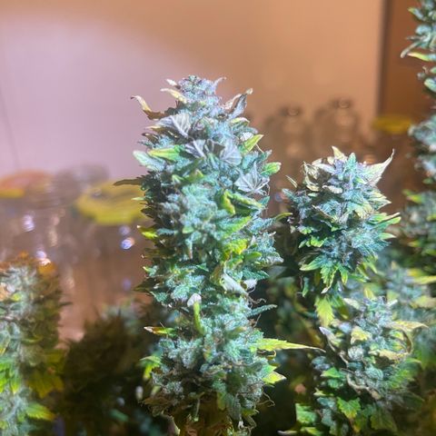 Auto Tutankhamen (King Tut) growlog timeline photo