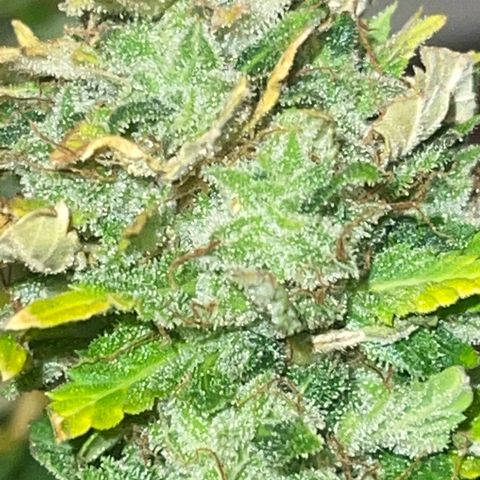 Auto Tutankhamen (King Tut) growlog timeline photo
