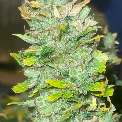 Auto Tutankhamen (King Tut) growlog timeline photo