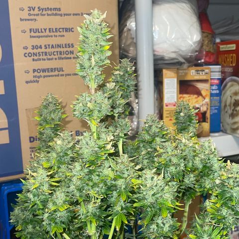 Auto Tutankhamen (King Tut) growlog timeline photo