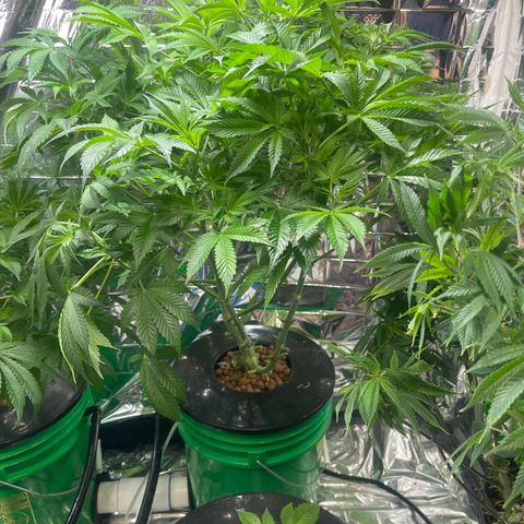 Auto Apples Bananas growlog timeline photo