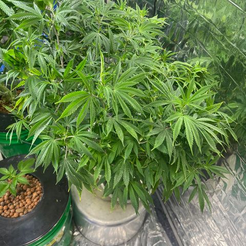 Auto Apples Bananas growlog timeline photo