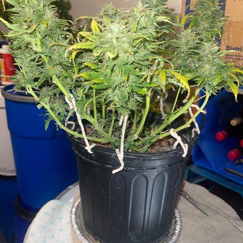 Auto Chem Cookies growlog timeline photo